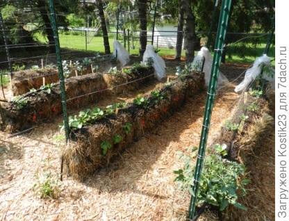 Грядка внутри тюка .