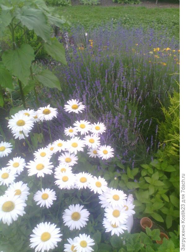 Ромашка крупная с лавандой...