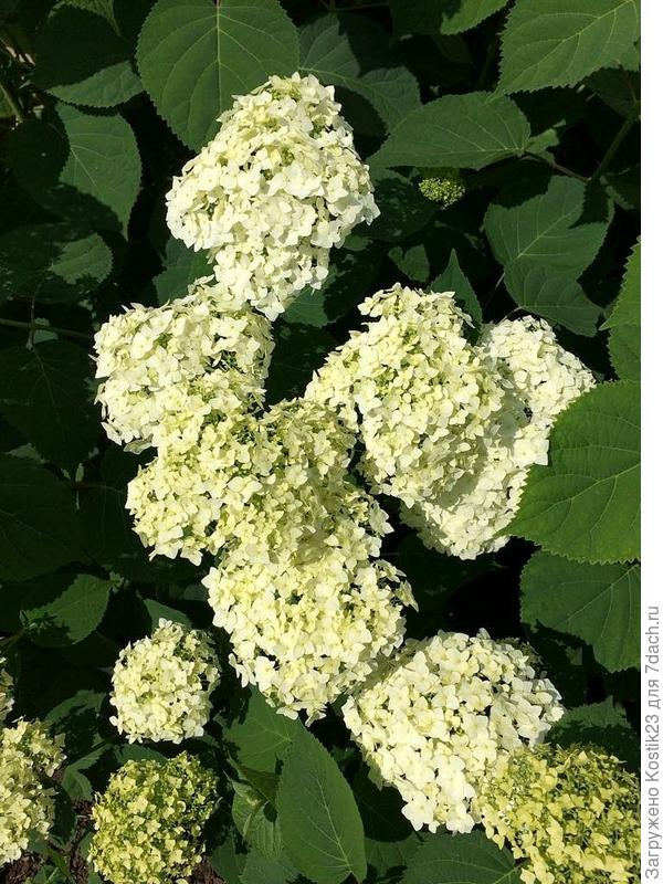 Гортензия...