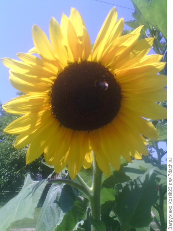 Лето у нас :)