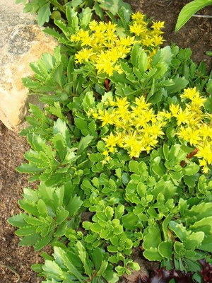 Очиток ( седиум) с кожистыми листьями.