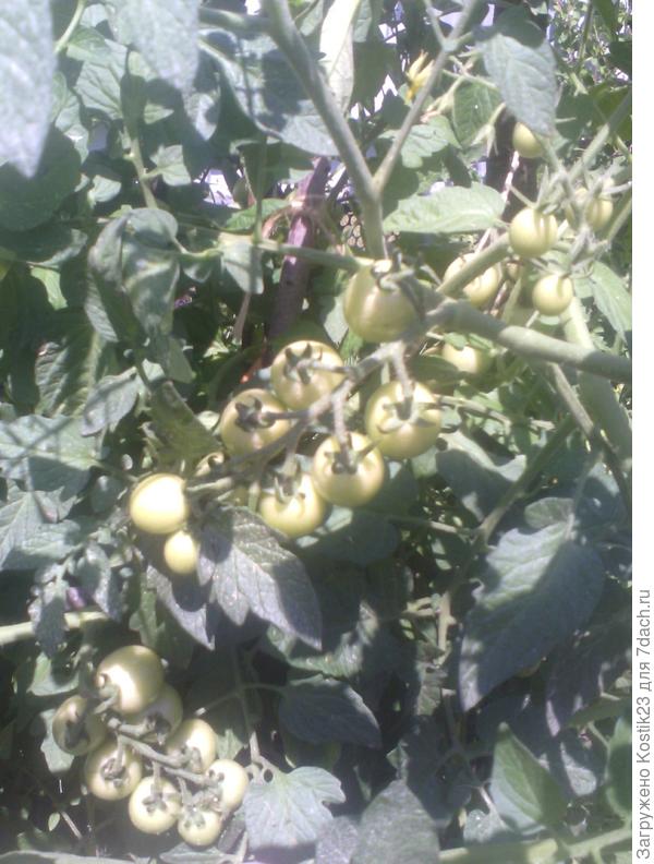 Помидоры в этом году как деревья из за дожлей :)