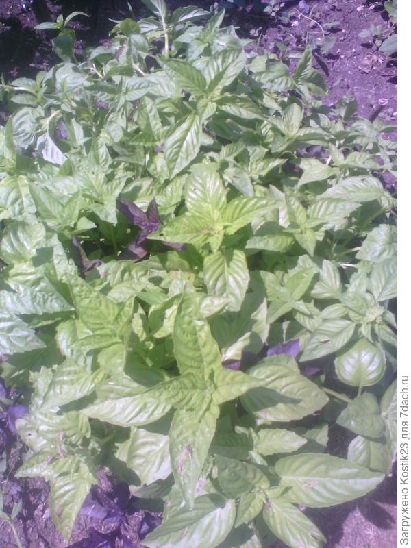 Двух недельный базилик.