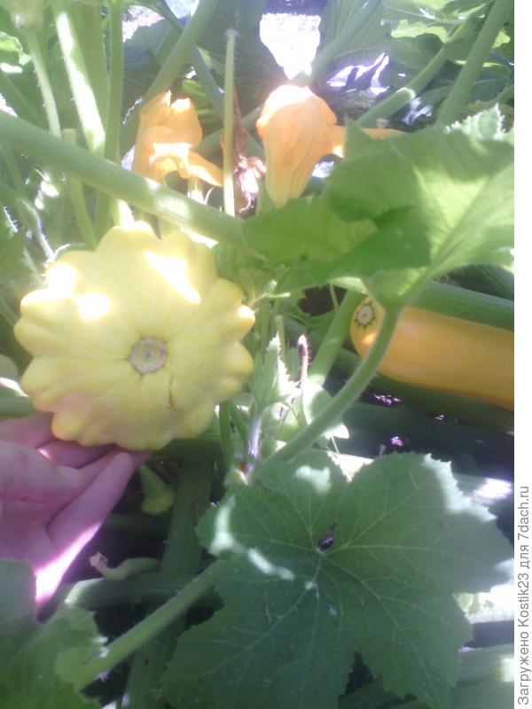 Патиссоны и цуккини.