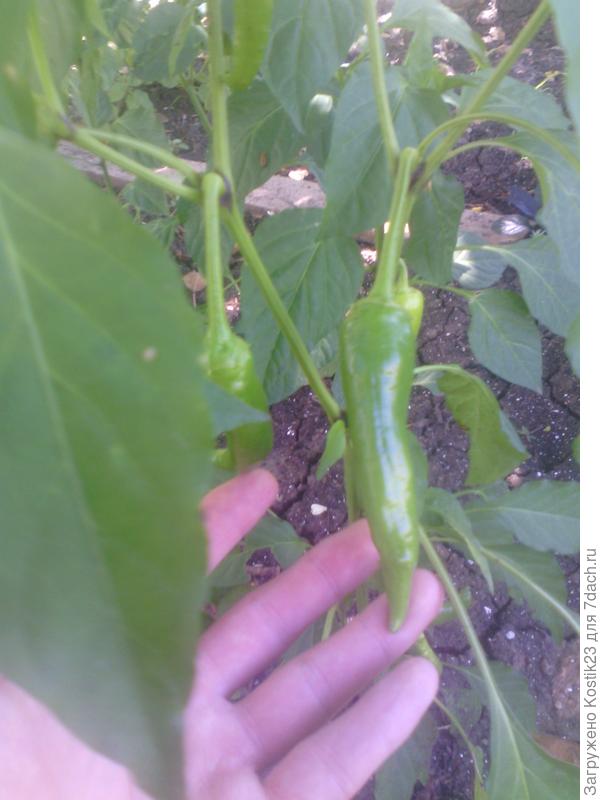 Перчик острый уже нелели две как кушаем..