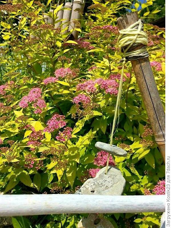 Моя спирея японская .