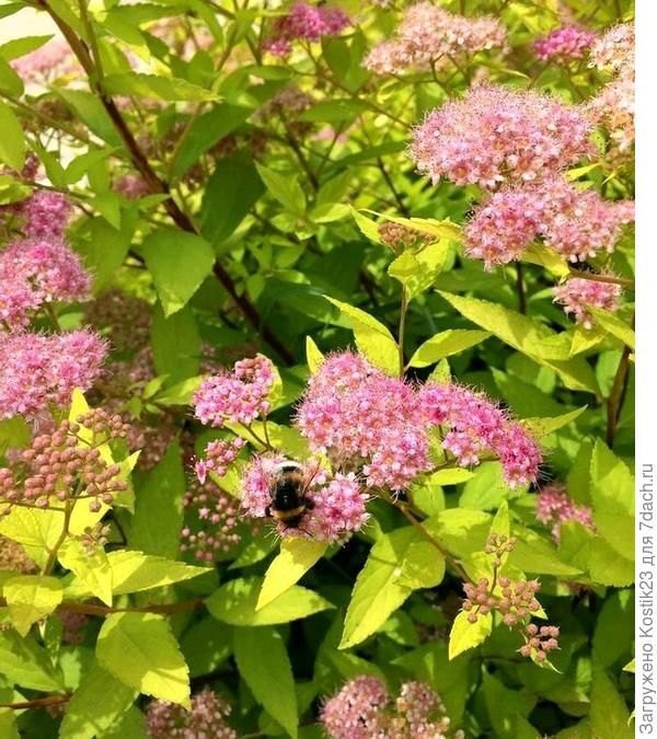 Спирея японская &amp;quot; Голд&amp;quot;