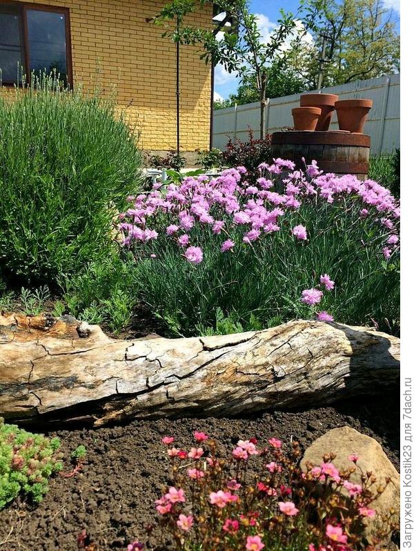 Гвоздика рядом с лавандой...