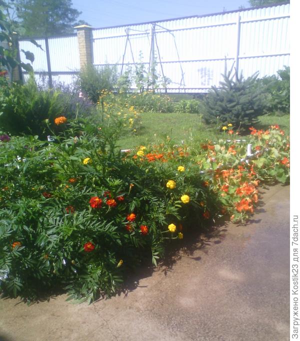 Бархатцами запахло после дождя!