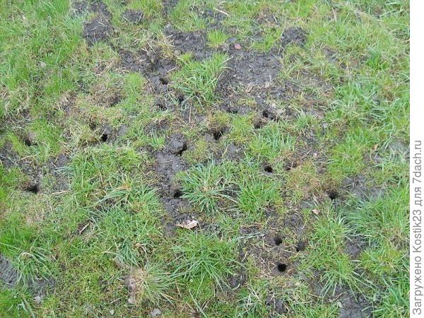 Норы земляной крысы.