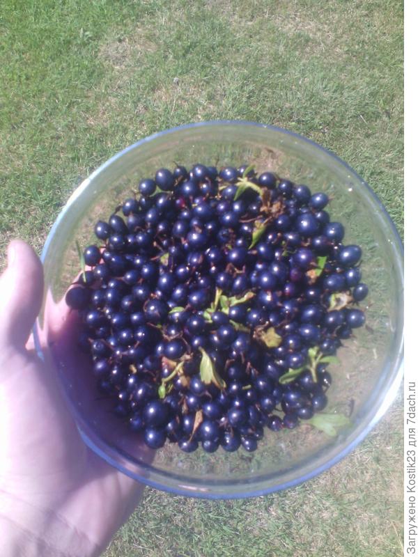 Небольшая плошка ароматной ягоды...