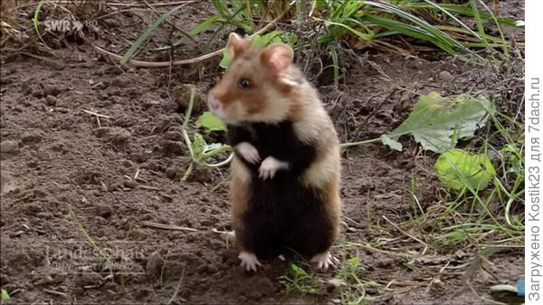 Дикий хомяк .