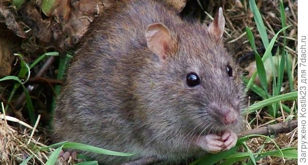 Земляная крыса.