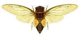 Цикада рисунок