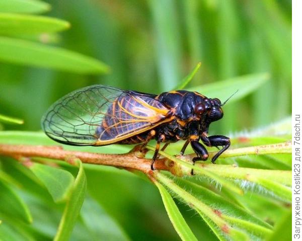 Взрослая 17 летняя цикада.