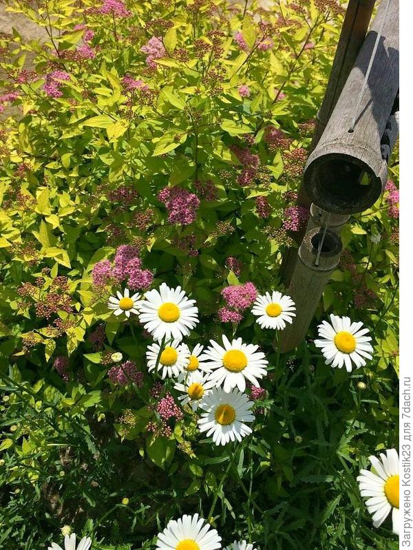 Даже в япрнском садике,есть ромашка )