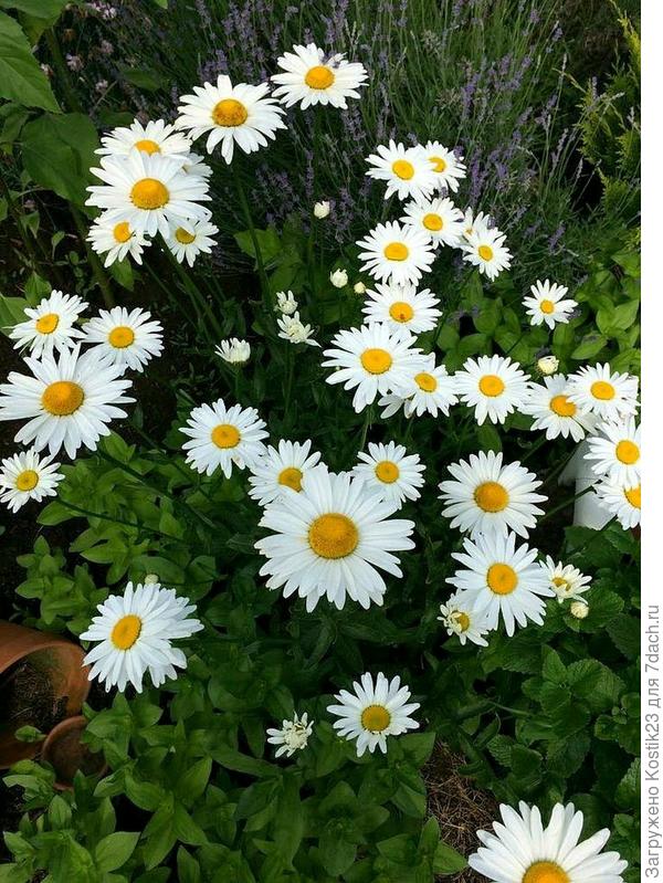 Крупная красавица.