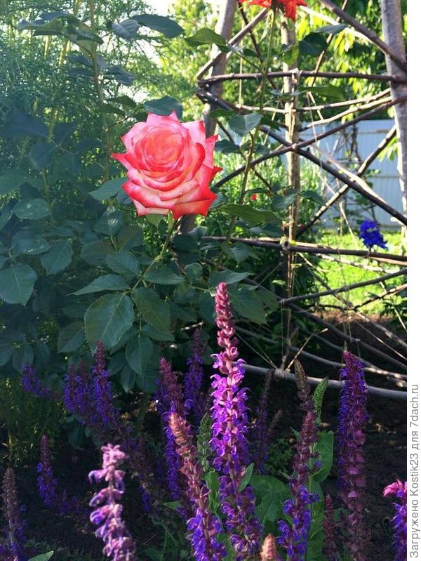 А это моя для клематисов с зади за розой виднеется.