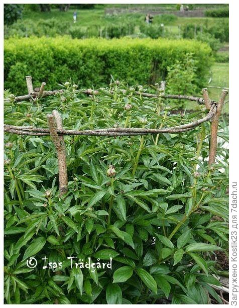 Из веток для пионов.