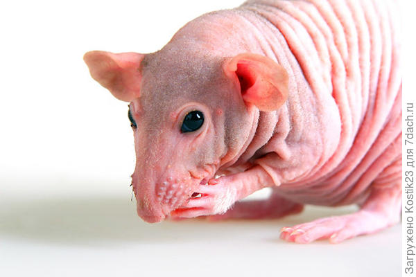 Лысые крысы сайт домашние питомцы