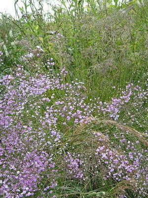 Василистник Делавея...