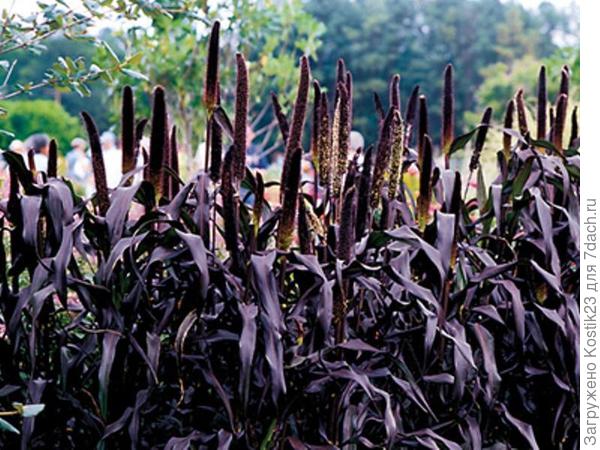 Пеннисетум сизый...Фото с сайта Pinterest.com.