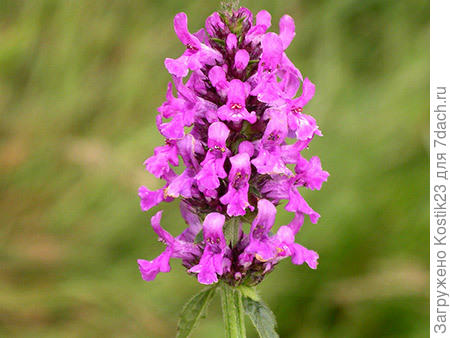 Буквица "чистец" лекарственный