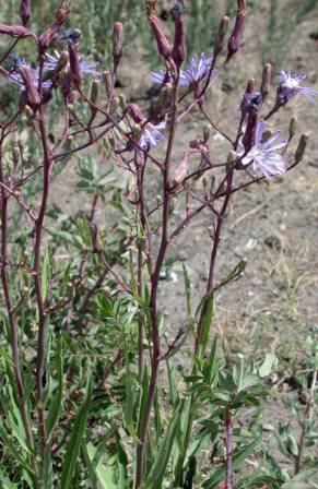 Латук татарский &amp;quot;Молокан татарский&amp;quot;