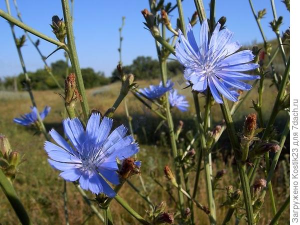 Цикорий.