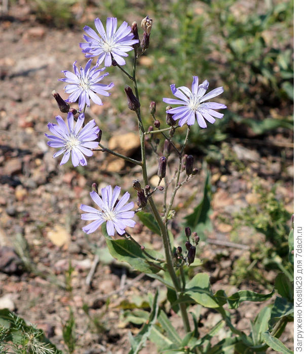 Латук татарский &amp;quot;Молокан татарский&amp;quot;