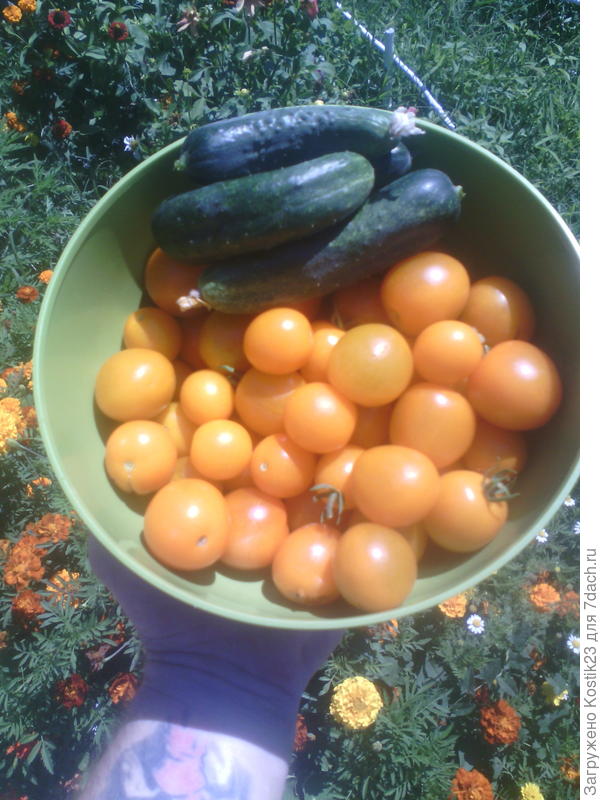 Помидоры черри с двух кустов ,сегодня и возможно &amp;quot;последние&amp;quot; огурчики :)