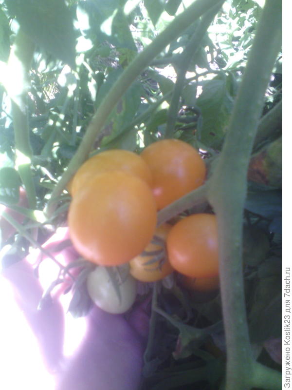 На веточках черри жёлтый поспевает.