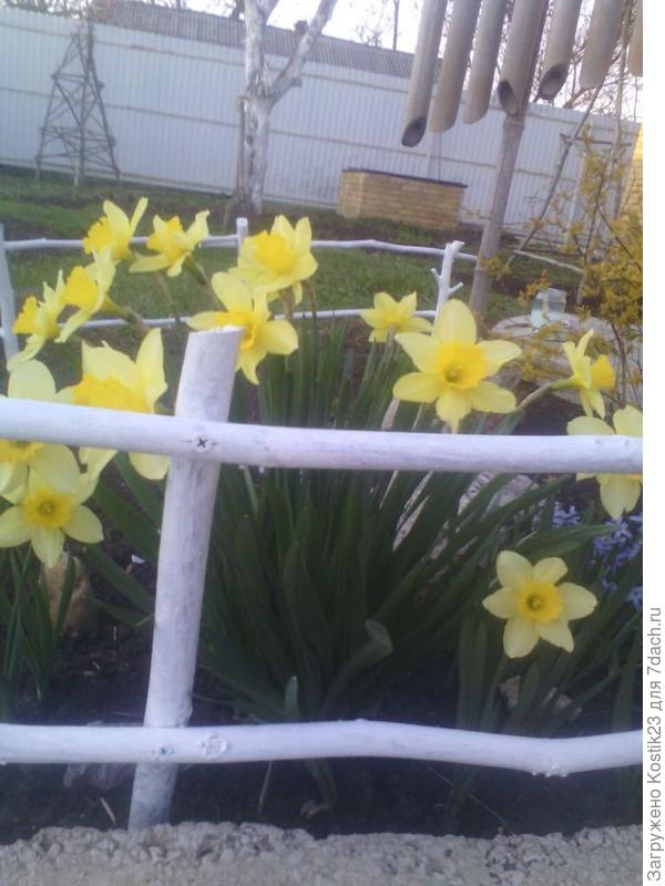 Заборчик и нарциссы.