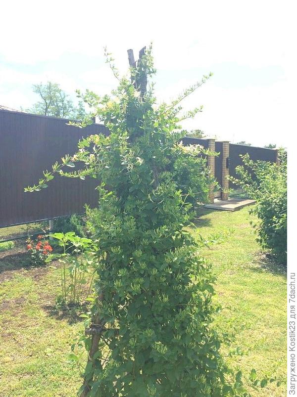 Моей два года...