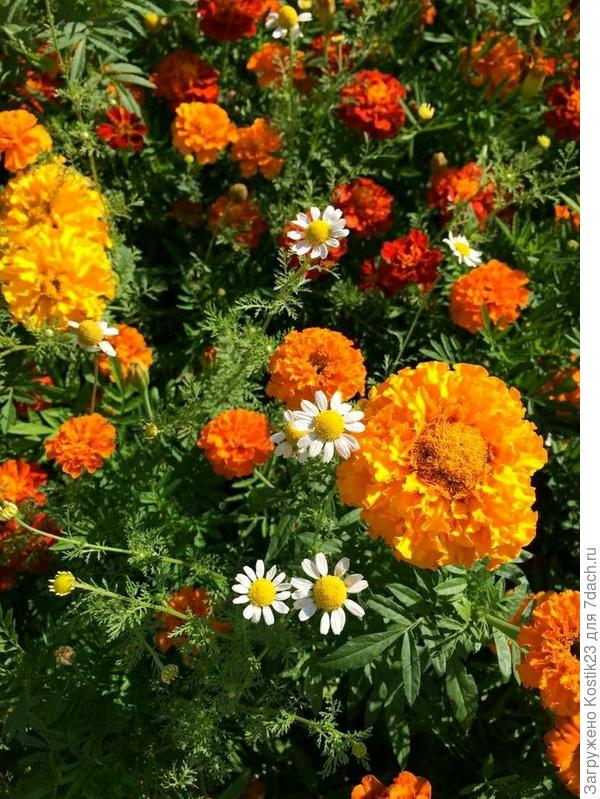 На фото кажется ,что все бархатцы оранжевые а так в перемешку жёлтые и оранжевые :) И глазки у ромашек :)