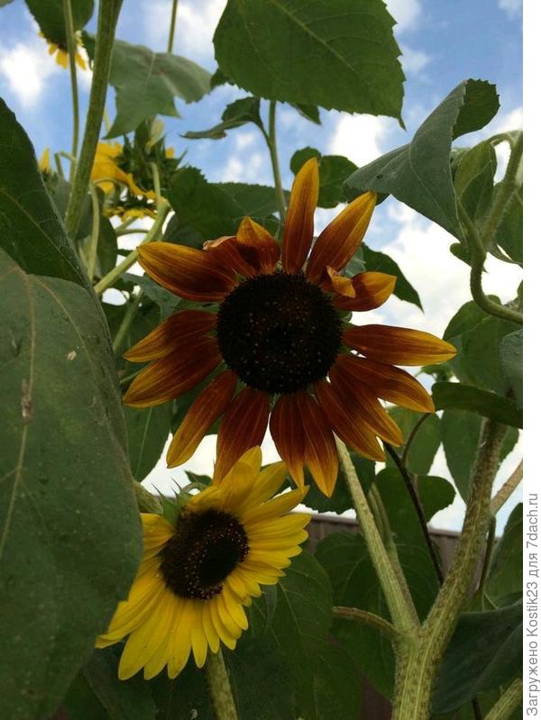 Подсолнухи.
