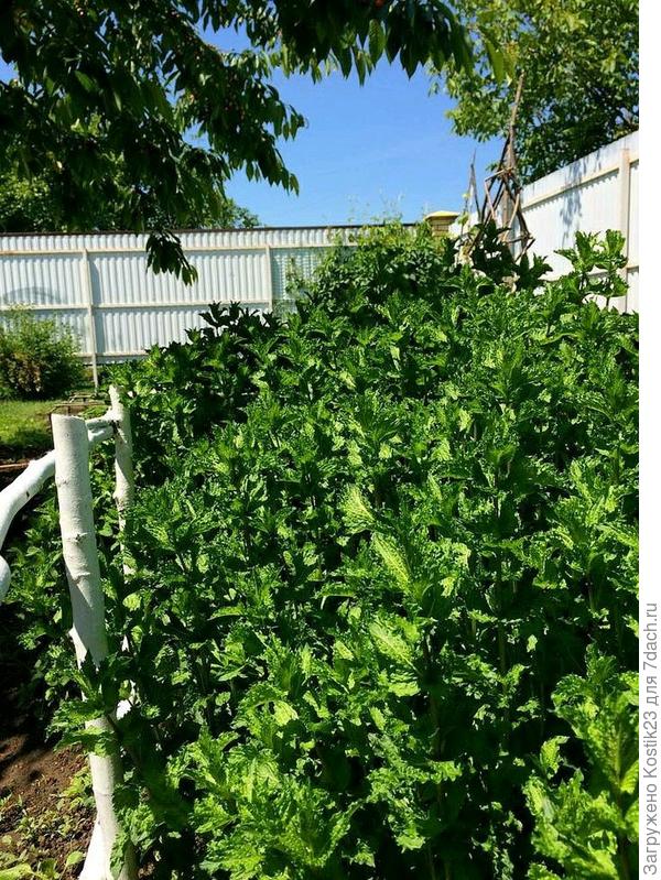 Пожоже на эту ,это сорт мята кучерявая