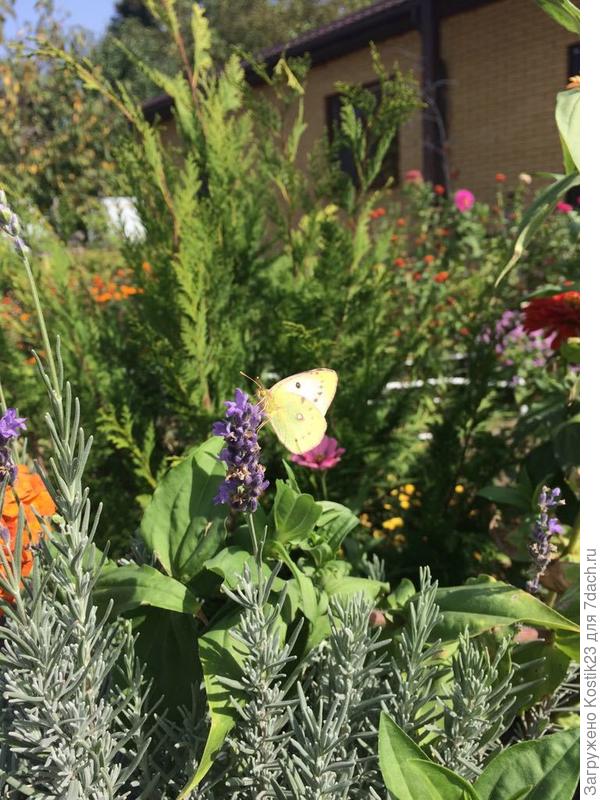 Сегодня утром под первыми лучами солнца поймал...:)