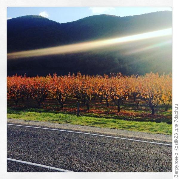 Осенний персиковый сад....