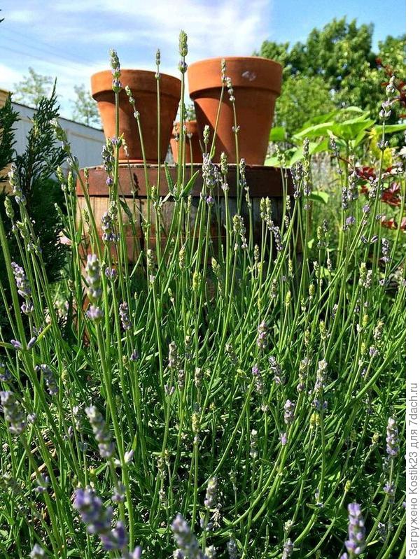 Годовалый куст лаванды :)