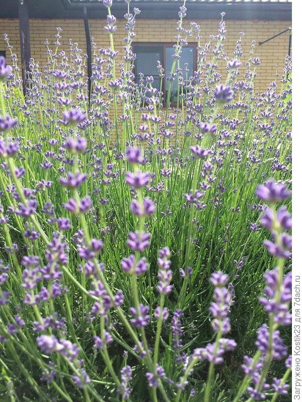 В мае цветёт :)