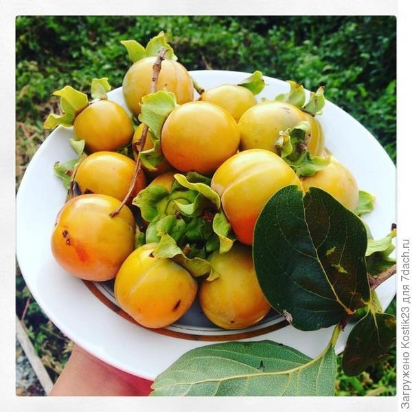 В том году 5 октября ,собирали :)