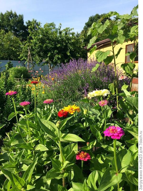 Лаванда в далике...