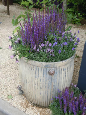 Лаванда и шалфей дубравный