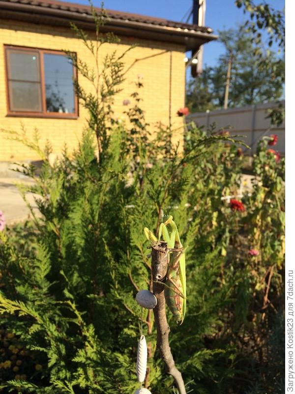 Богомол прилетел ....