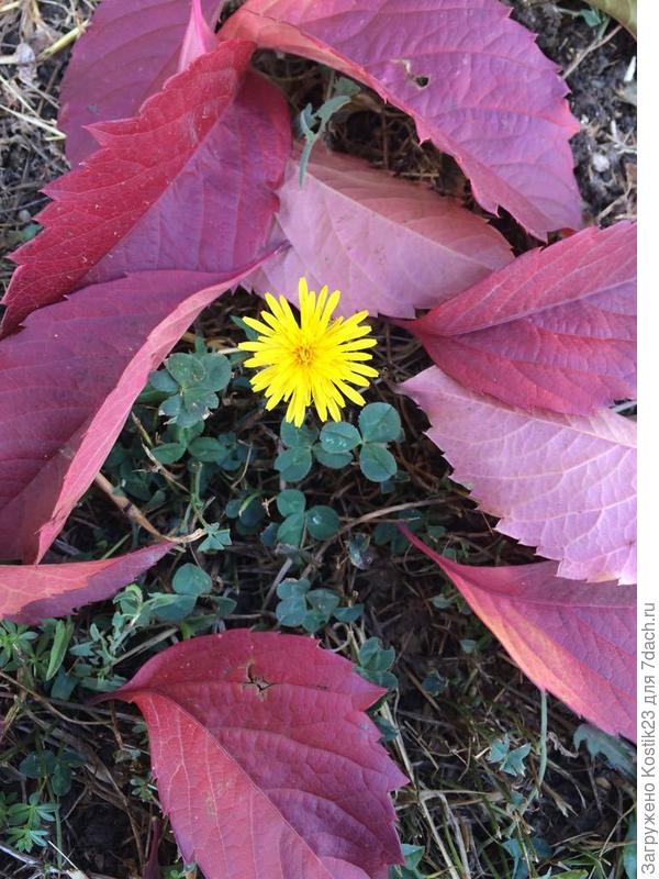 Вчера встретилась весна с осенью :) Одуванчик и опавшие красные листья винограда... :)