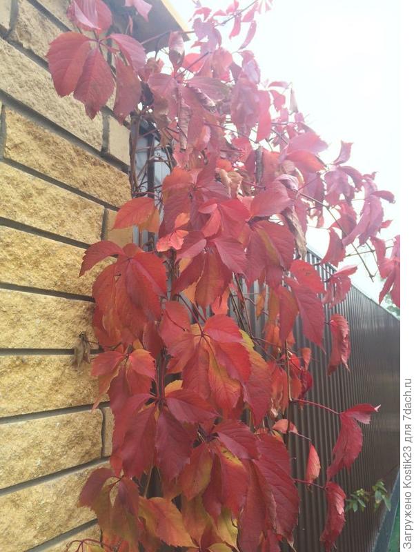 Краснеет виноград :)