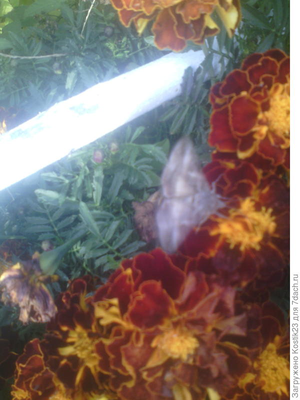 Бабочки на бархатцах .