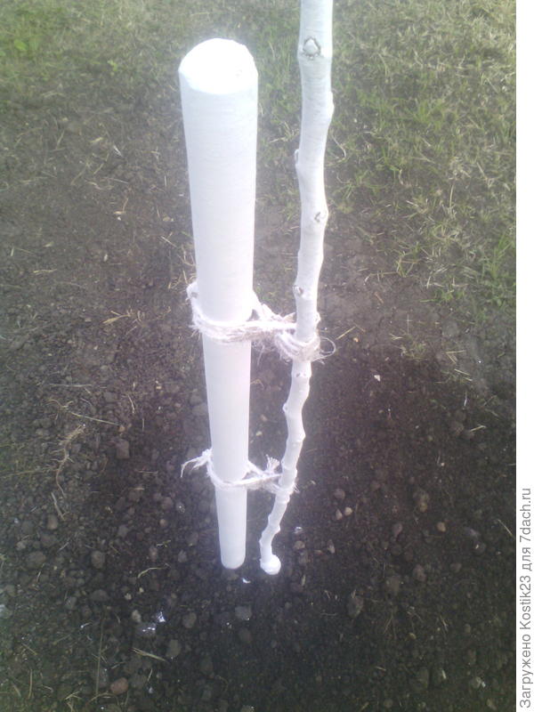 Побелил сегодня молодые саженцы :)