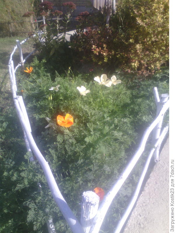 Эшшольция :)